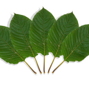 types-of-Kratom-300x300 Types of Kratom