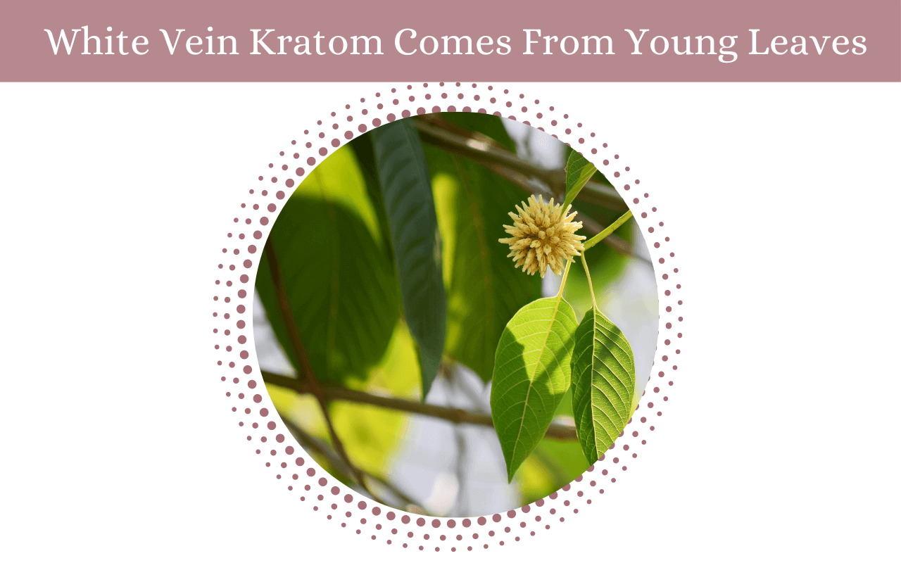 White Vein Kratom