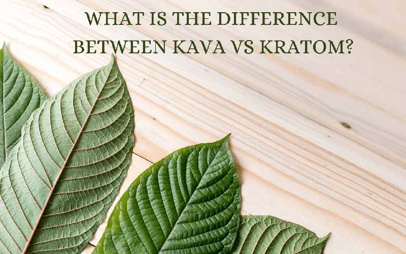 What Is The Difference Between Kava vs Kratom - by Oasis Kratom