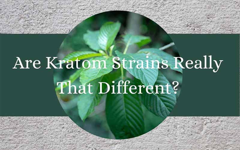 Are Kratom Strains Really That Different - by Oasis Kratom