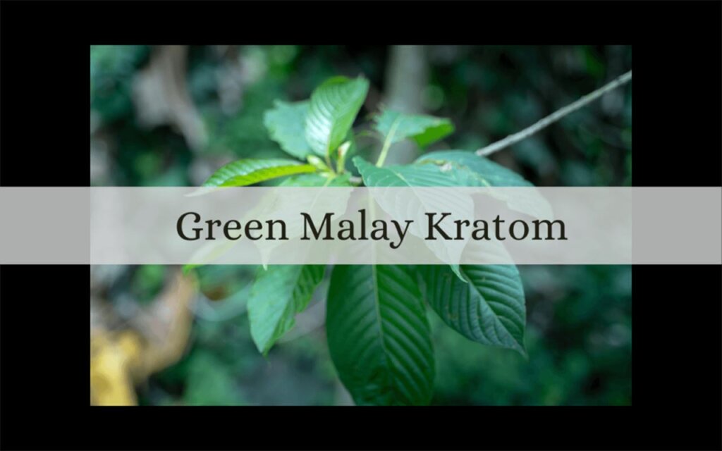 green malay kratom - oasis kratom
