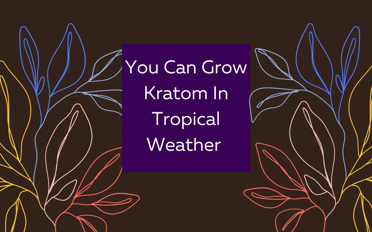 kratom seeds