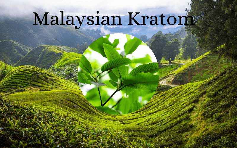 Ultimate Guide To Malaysian Kratom - by Oasis Kratom