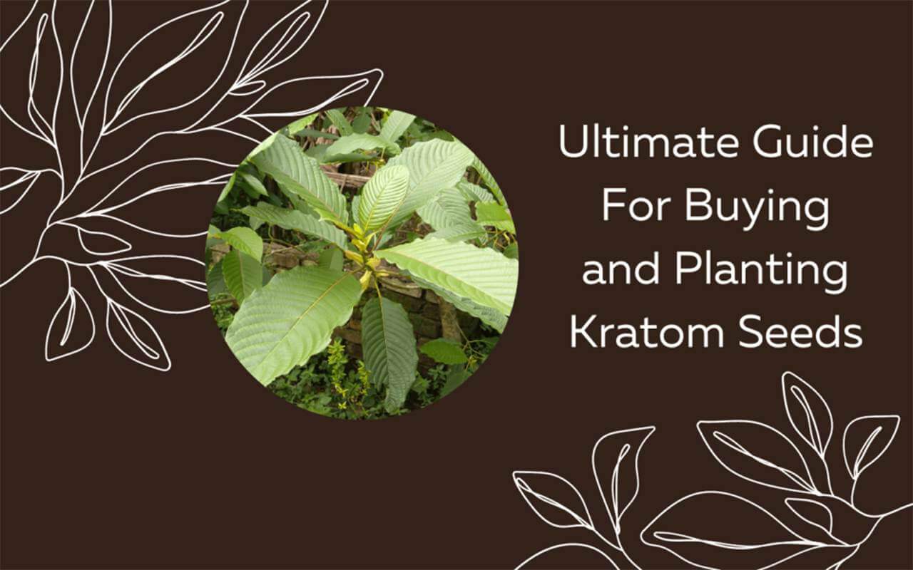 ultimate guide for buying and planting kratom seeds-oasis kratom