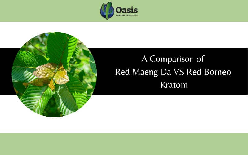 A Comparison of Red Maeng Da VS Red Borneo Kratom - by Oasis Kratom