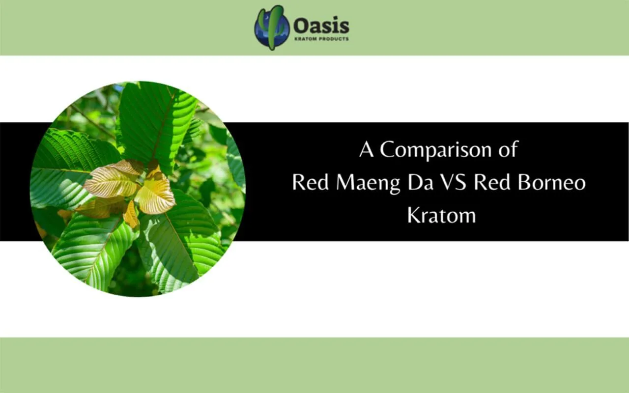 Red Maeng Da VS Red Borneo Kratom-oasis kratom