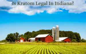 Is Kratom Legal In Indiana - Oasis Kratom