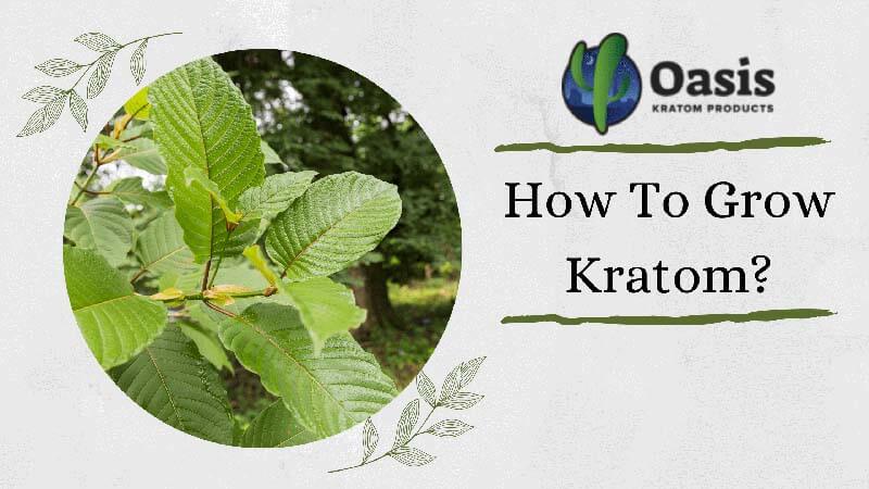 How To Grow Kratom - by Oasis Kratom