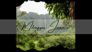 Mitragyna Javanica - A Kratom Alternative - Oasis Kratom
