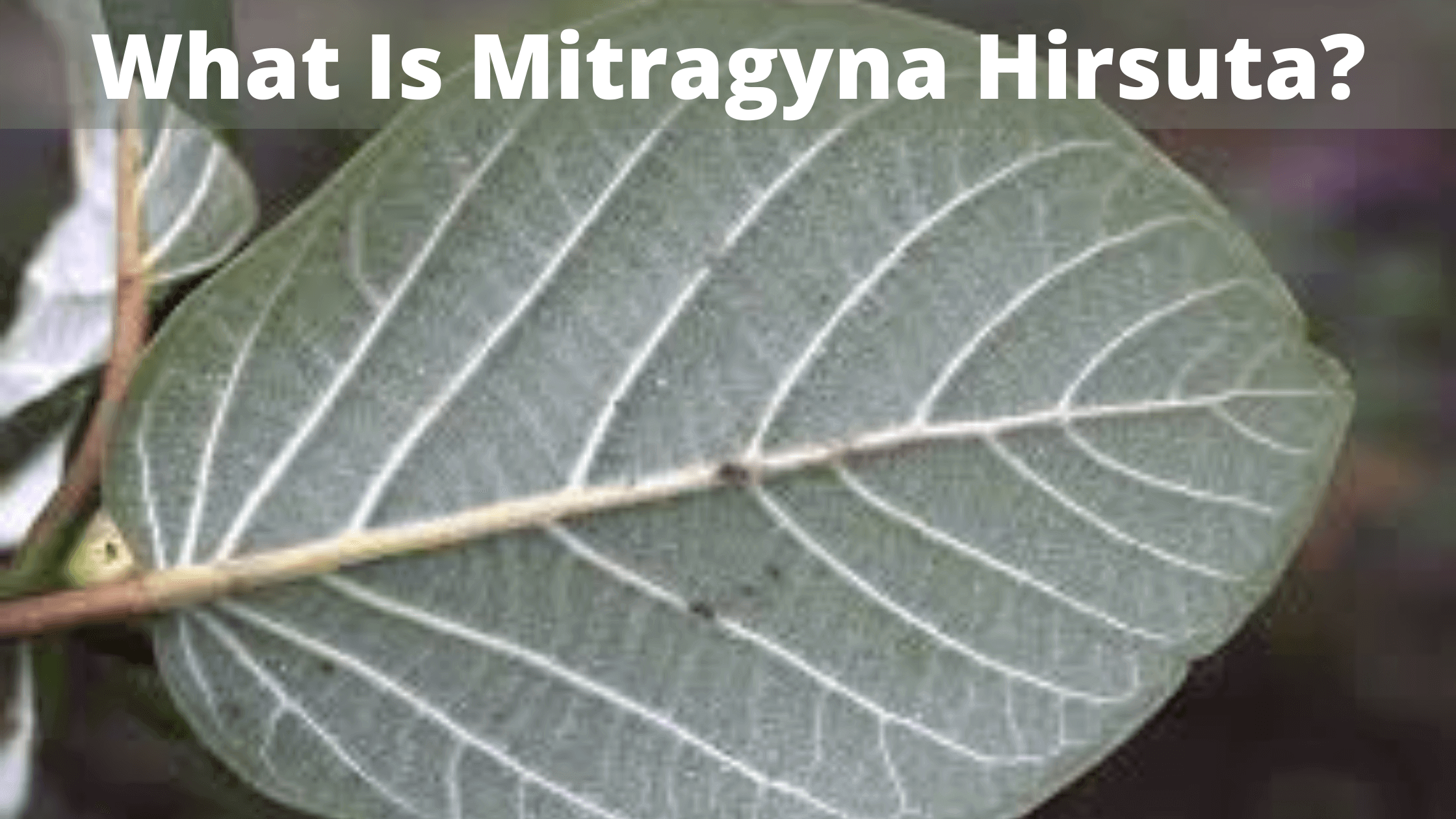 Mitragyna Hirsuta
