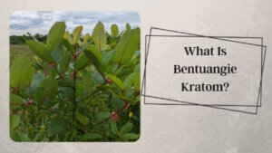 What Is Bentuangie Kratom - Oasis Kratom