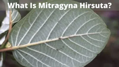 What Is Mitragyna Hirsuta and Is It A Good Kratom Alternative