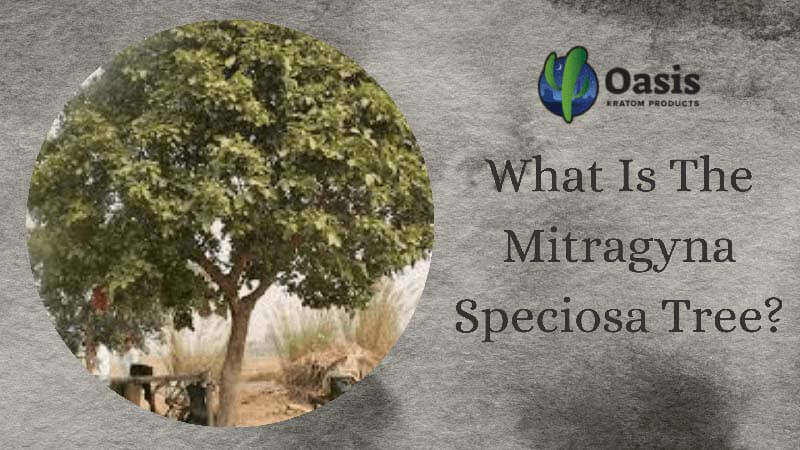 What Is The Mitragyna Speciosa Tree - Oasis Kratom