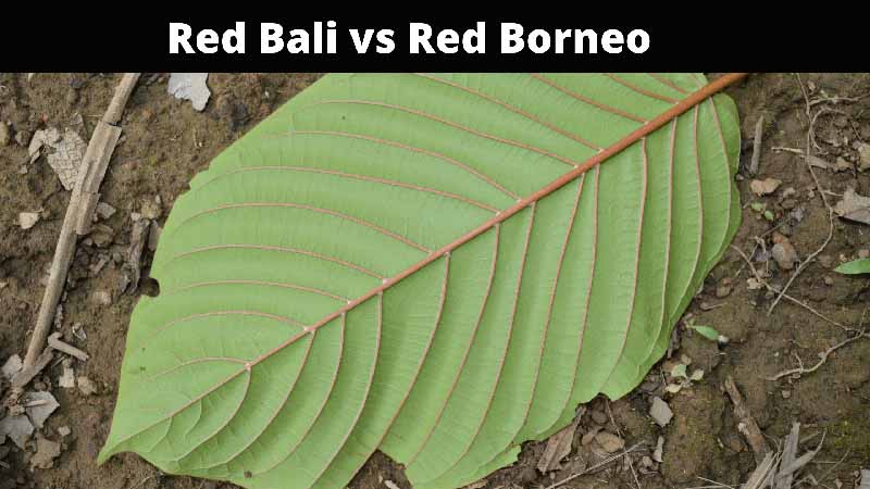 Comparison of Red Bali vs Red Borneo - Oasis Kratom