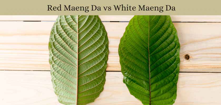 Red-Maeng-Da-vs-White-Maeng-Da-Oasis Kratom