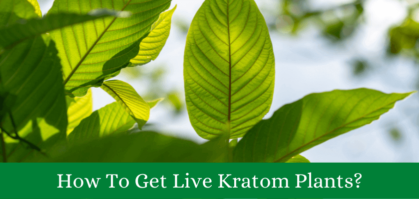 Live Kratom Plants