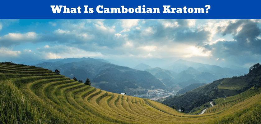 What Is Cambodian Kratom?