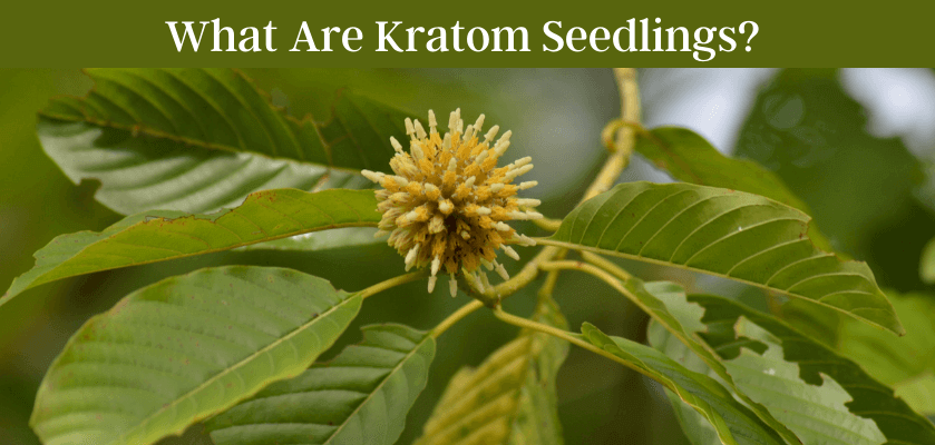 What Are Kratom Seedlings?