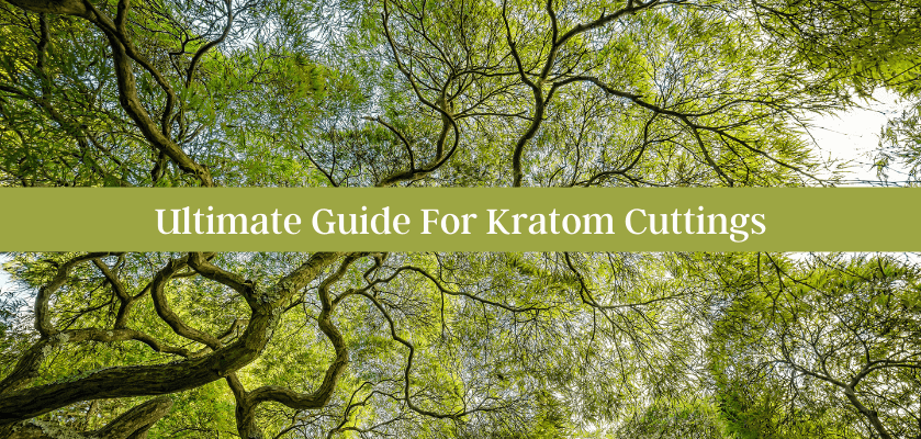 Ultimate Guide For Kratom Cuttings