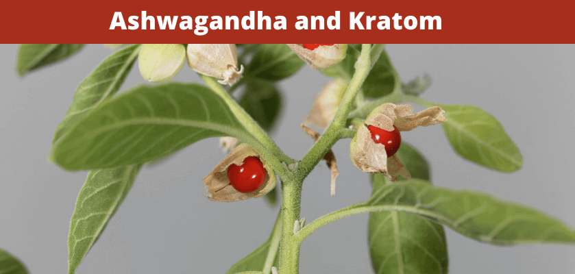 Ashwagandha and Kratom