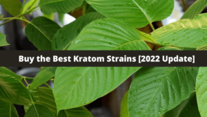 Best Kratom Strains