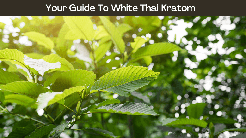Your Guide To White Thai Kratom