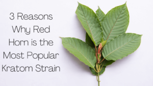 Red Horn is the Most Popular Kratom Strain