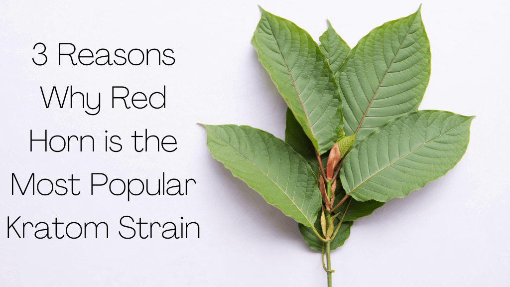 Red Horn is the Most Popular Kratom Strain