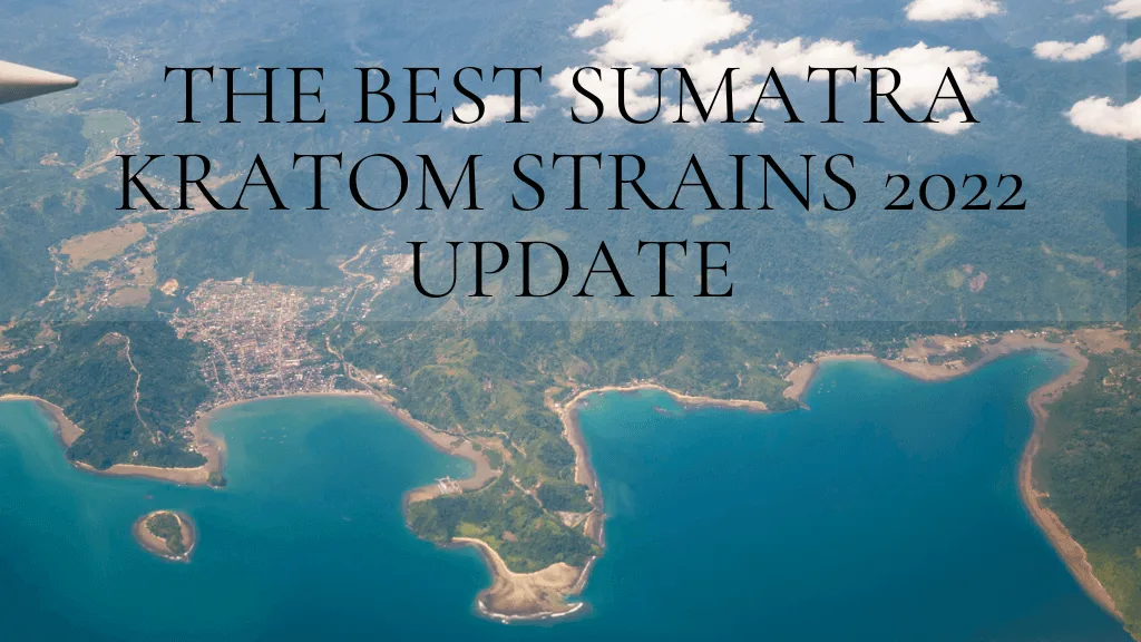 The Best Sumatra Kratom Strains 2022 Update 1