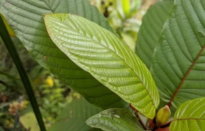 buy kratom online 2