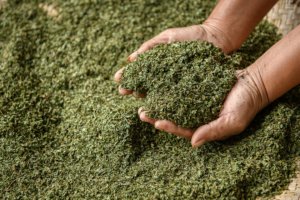 Kratom Tolerance: 5 Effective Ways To Manage And Reset It