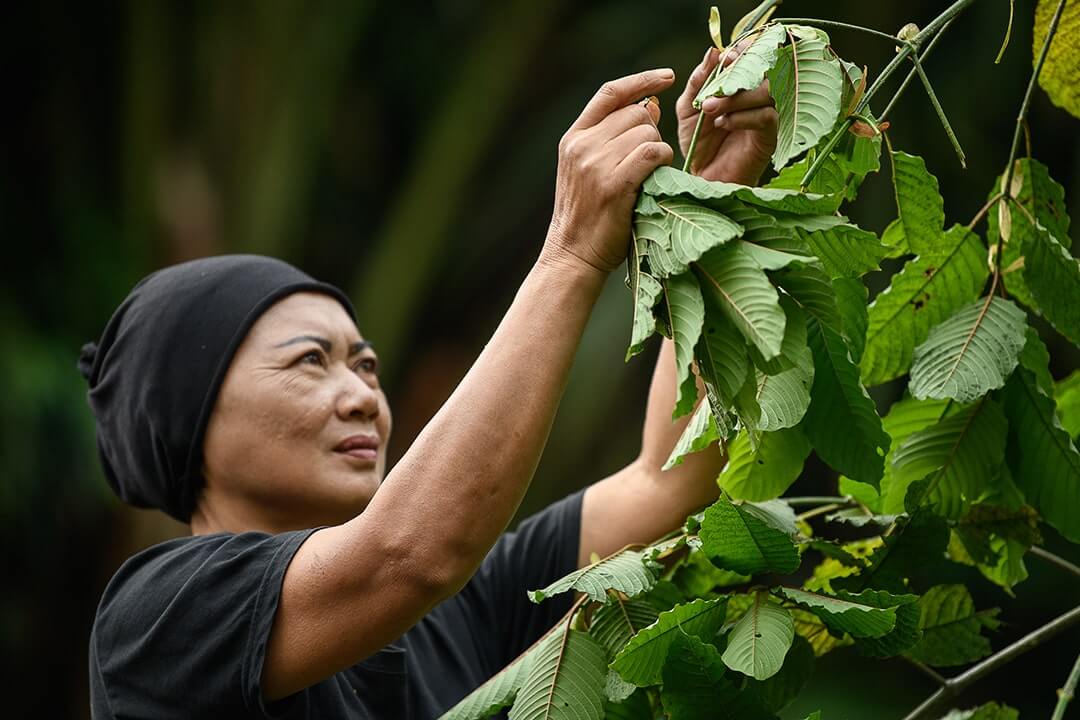 harvesting-kratom-leaves-min.jpg