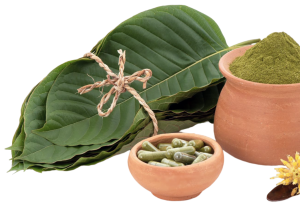 kratom mitragyna speciosa