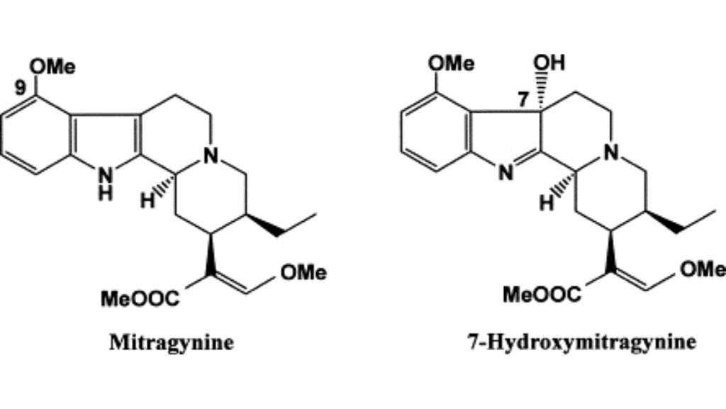 Mitragynine vs 7-hydroxymitragynine