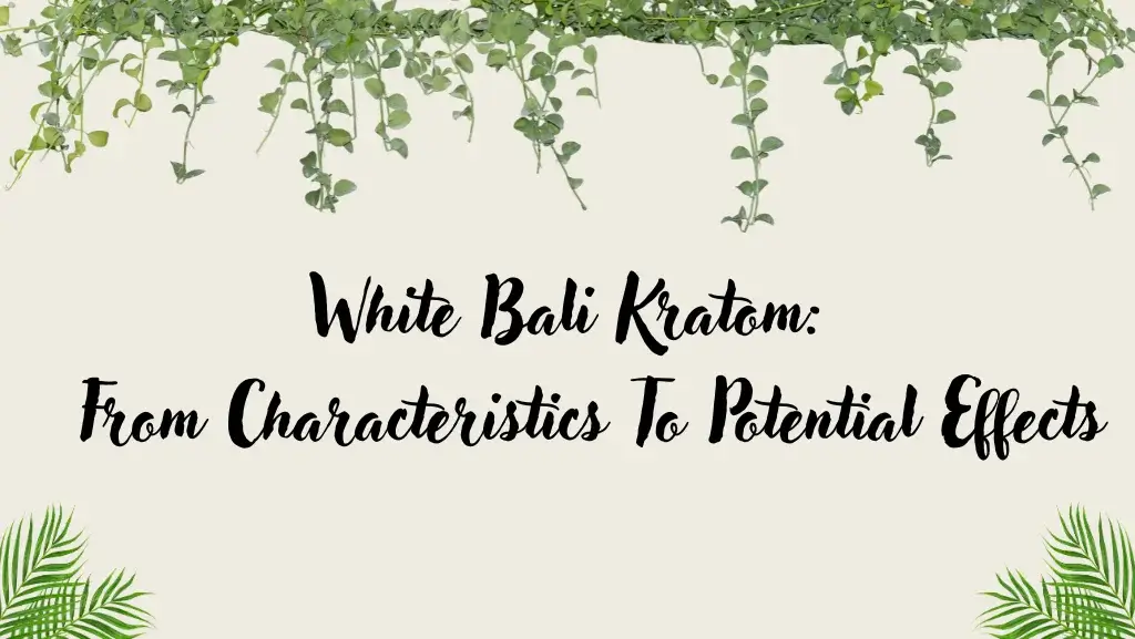 White Bali Kratom Characteristics and Effects