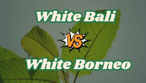 White Bali vs White Borneo