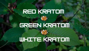 red vs green vs white kratom