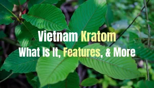 Vietnam Kratom